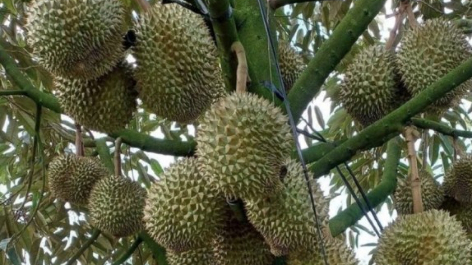 Nearly 1,000 new growing area codes granted for durian exports to China